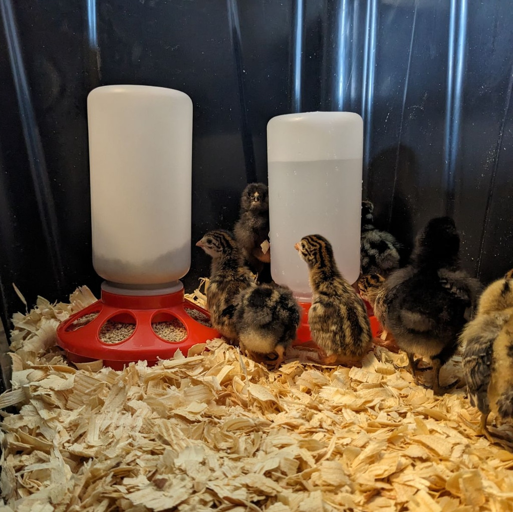 Little Family Members Plastic 1-Quart Baby Chick Waterer and Chicken Drinker