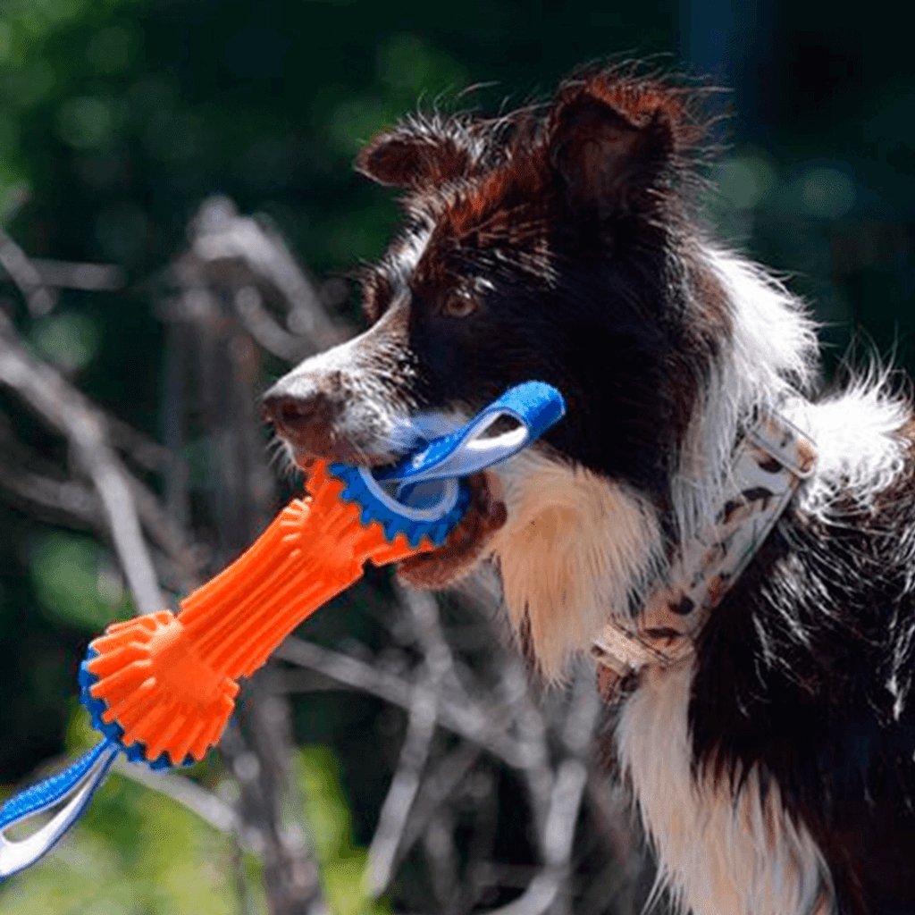 ChuckIt Rugged Bumper Withstands Tough Dogs and Rough Play For Medium Dogs