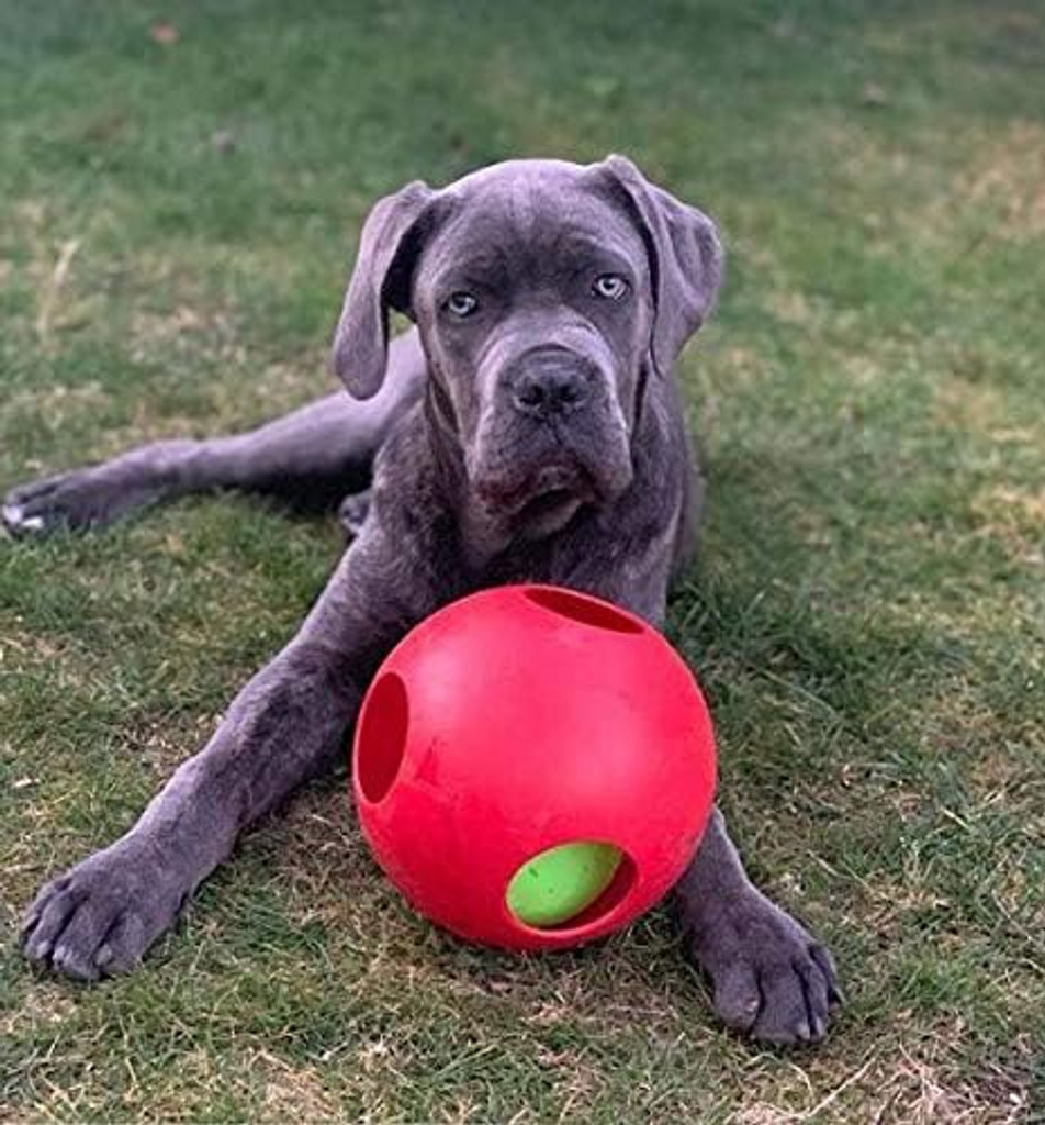 Jolly Pets Teaser Ball 8 inch Red  Hard Plastic plus Squeaker Toy for Dogs