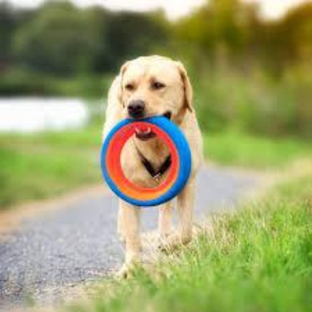 Chuckit FETCH WHEEL Small Dog Fetch Tug-A-War Toy Rolling Frisbee Games 7.5 Inch