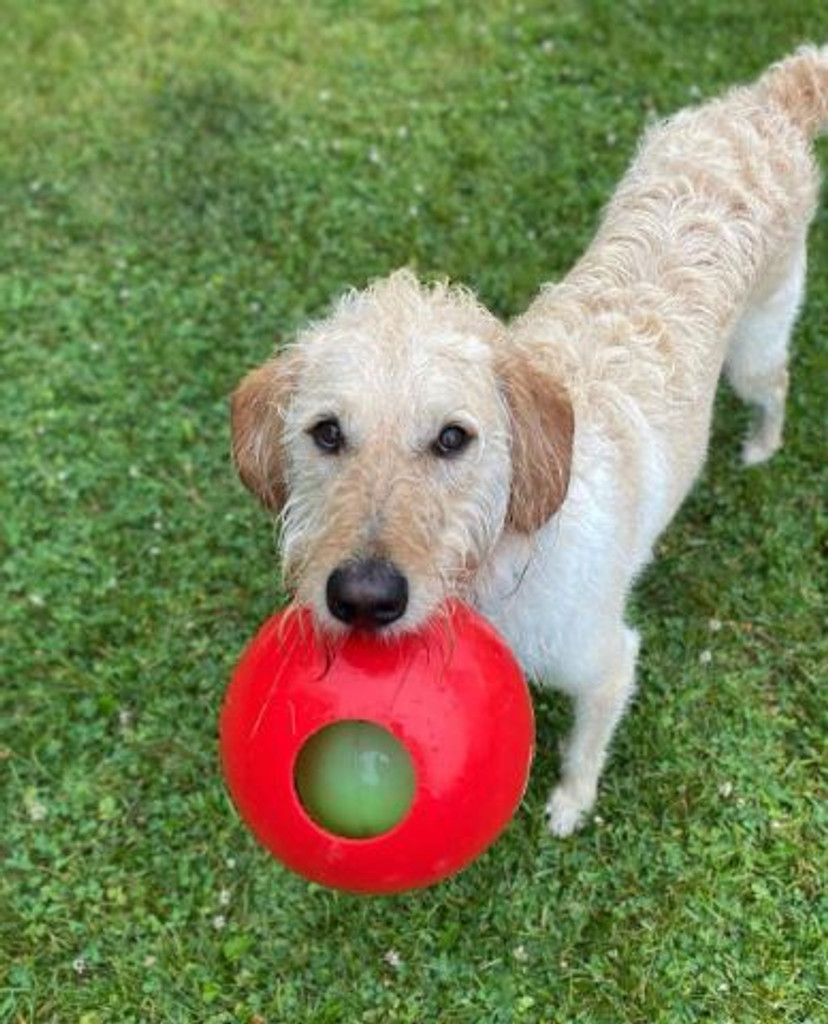 Jolly Pets Teaser Ball 10 inch Red  Hard Plastic Durable Toy for Dogs