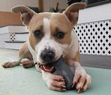 Indestructibone Original Chew Toy for Dogs 16-29 Pounds