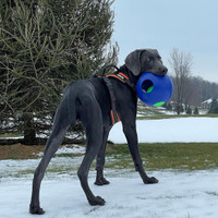 Jolly Pets Teaser Ball 8 inch Blue  Hard Plastic plus Squeaker Toy for Dogs