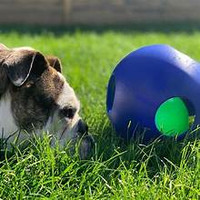 Jolly Pets Teaser Ball 10 inch Blue  Hard Plastic plus Squeaker Toy for Dogs