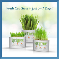 Bell Rock Growers Pet Greens Self-Grow Kit  Organic Wheat Grass  For all Pets