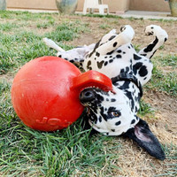 Jolly Pets Tug-N-Toss 6 inch Red  Rubber Ball with Handle Chew Toy for Dogs