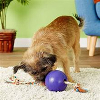 Jolly Pets Romp-n-Roll 6 inch Purple  Rubber Ball with Rope for Dogs