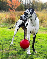 Jolly Pets Romp-n-Roll 8 inch Red  Rubber Ball with Rope for Dogs