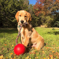 Jolly Pets Romp-n-Roll 6 inch Red  Rubber Ball with Rope for Dogs