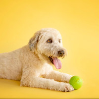 JW PET ISqueak Squeaker Dog Puppy Fetch Chew Toy LARGE BALL