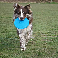 Jolly Pets Flyer Natural Rubber Floating Disc Interactive Dog Toy Blue 9.5 inch