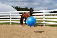 Horsemen's Pride Jolly Mega Ball Equine Heavy-Duty Anti-Burst Pump Plug 30 inch