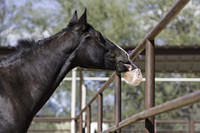 Horsemen's Pride Himalayan Salt Block on Rope for Horses High Density 4.4 lbs