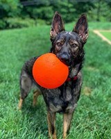 Jolly Pets Bounce-n-Play Medium 6 inch Orange Ball for Dogs