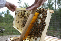 Miller BeeKeeping Brush Gently Removes Bees From Frames During Inspections