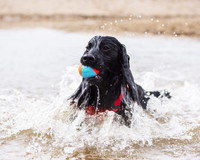 ChuckIt Amphibious Unsinkable Balls Water Fetch For Medium Dogs 3-Pack