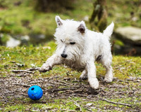 Chuckit Super Crunch Ball Crackles and Crunches Dog Toy For Medium Dogs 2-Pack