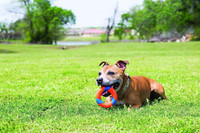 Chuckit Ultra Squeaker Ring Ultimate Outdoor Chase and Fetch Toy For All Dogs