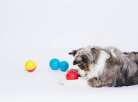 Pet Qwerks Babble Ball Makes Different Animal Sounds Interactive Large Dog Toy