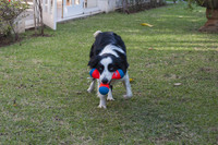 Chuckit TRI BUMPER Dog Fetch Toy Medium Boomerang Choose to Tug Toss or Bounce