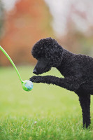 Chuckit! SMALL BALL 15-inch LAUNCHER for 2-inch Mini Balls Dog Puppy Fetch Toy