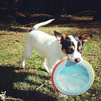 Chuckit! Dog Fetch PARAFLIGHT Far Flying Disc Floating Toy LARGE