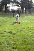 Chuckit TUMBLE BUMPER Dog Fetch Toy Medium Random Bouncing Great Water and Land