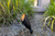 Black Diamond Directional Light in Bronze — No Lamp (BD-DL-ECO-MR16-BZ-NL) — Application