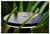 in-lite DISC Black LED Bollard Light - 23"
