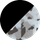 Black over Snow Camo
