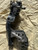Ducati Hypermotard/Multistrada OEM Swingarm Plus, #37010331D