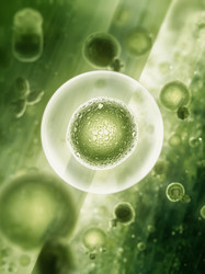 Immune Health: Build Your Foundation from Within
