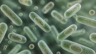 Spore-Forming Probiotics: Built for Everyday Stability