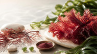Red Algae: A Natural Source of Marine Nutrition