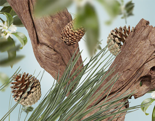 500ml Festive Fir fuel