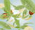 500ml Zests of Verbena fuel