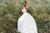 DP256-Tiana-AD5|AD5