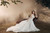 D377-SnowWhite-10|10