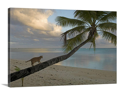 Island Cat Canvas Wrap - David Lawrence Photography