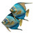 Queen Angelfish Pair Blue - CO006 