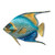 Queen Angelfish Blue Shades - CO005