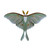 Luna Moth Single Wall Art MM021