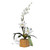 White Cattleya Dendrobium Orchid on Teak Base MM920W