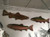 Brook Trout Wall CW374