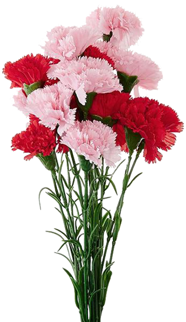 Africum Mum Bush X 11 Cream Africum Mum Bush X 11 Cream