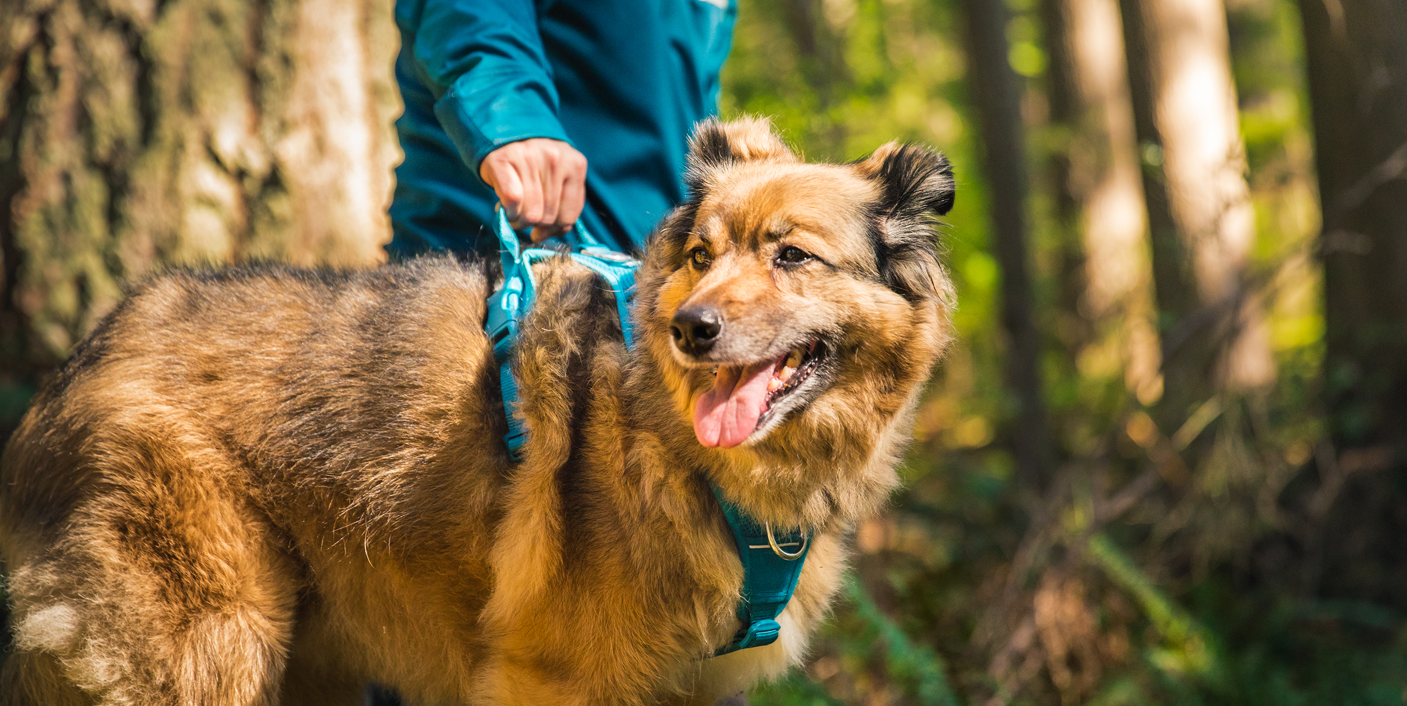 rc pets step in harness