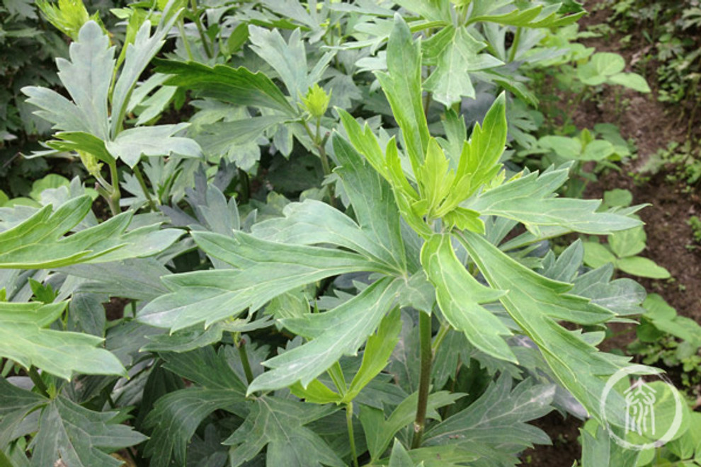 Fuzi Harvest 2024: What Makes Our Aconite Special