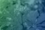 Chinese Medicine and COVID-19 (Coronavirus)