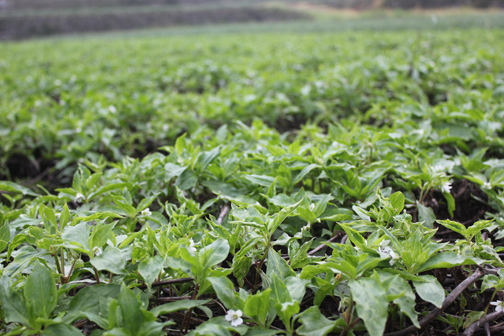 herb farm in central China