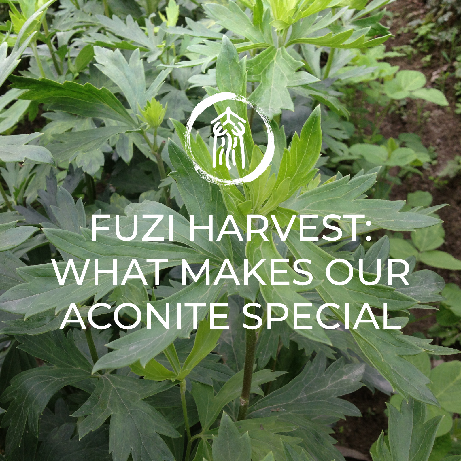 fuzi harvest 2022 what makes our aconite special